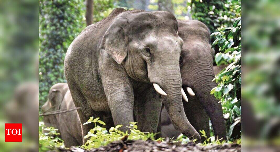 Conservation experts say there is no single approach to man-elephant co ...