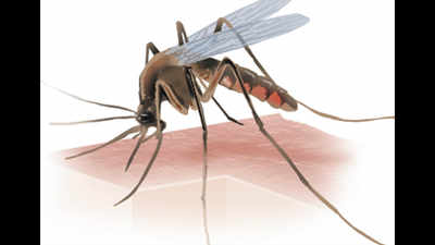 Dengue & chikungunya cases rise in Nashik rural