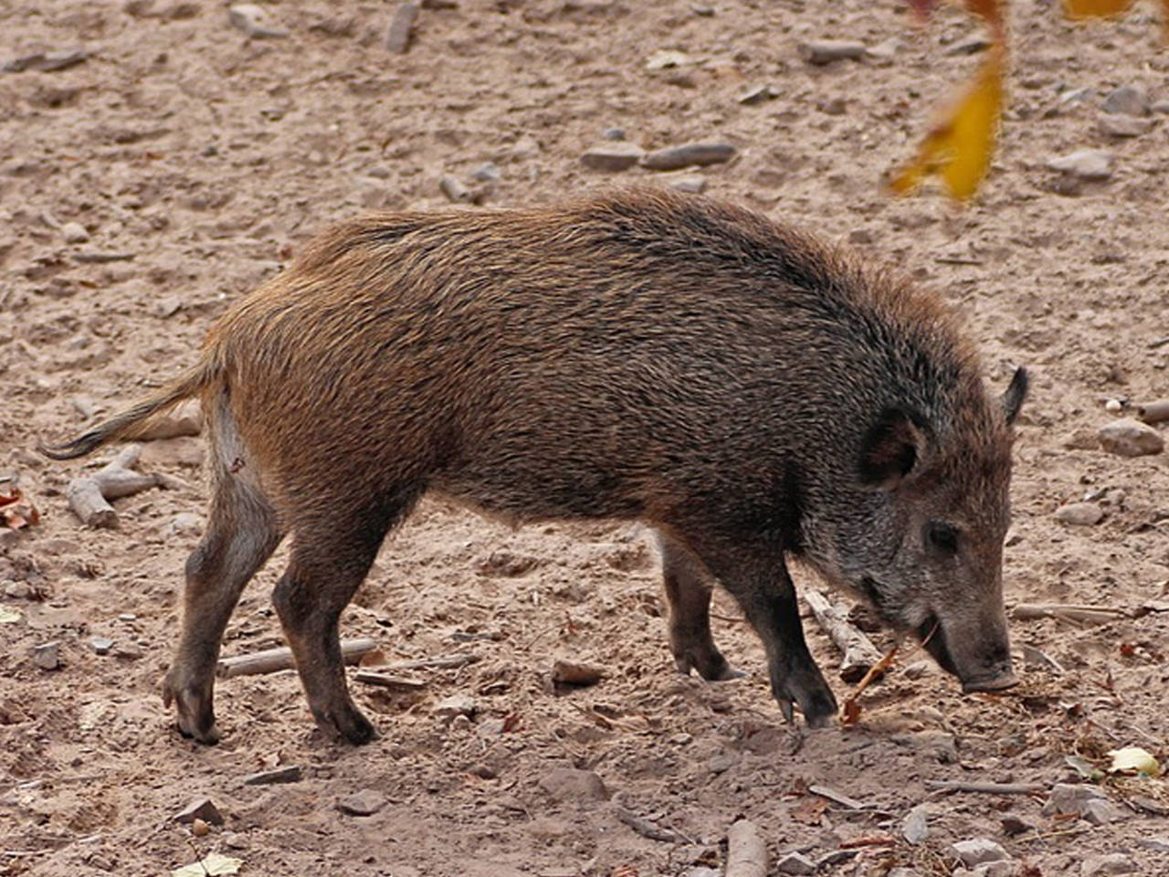 Farmers in Kerala want to consume wild boar meat | Kochi News - Times of  India