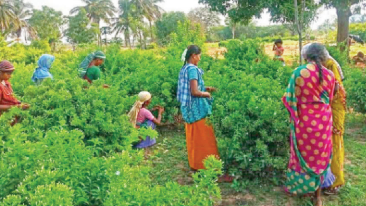 Jasmine Flower Farming In Karnataka | Best Flower Site