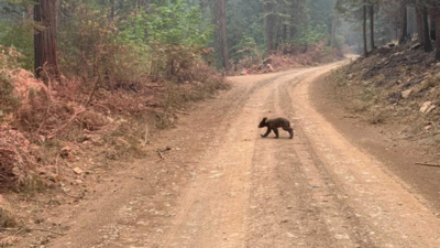 Emaciated bear cub may have lost mom to California wildfire