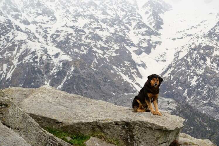 Great Himalayan National Park, Himachal Pradesh