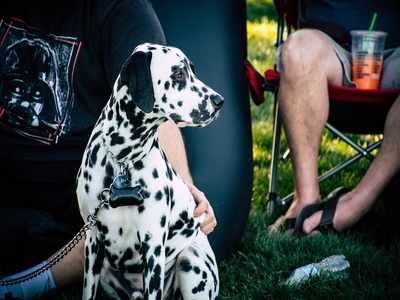 Dog chains: Strong & durable options for medium & large dogs