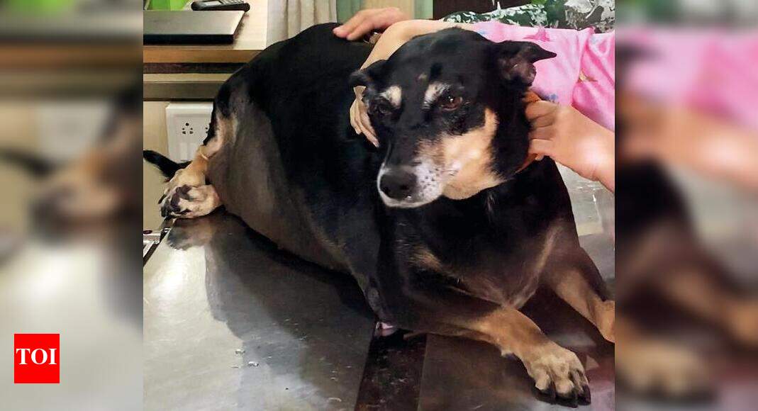 Register pets before they are seized Lucknow News Times of India