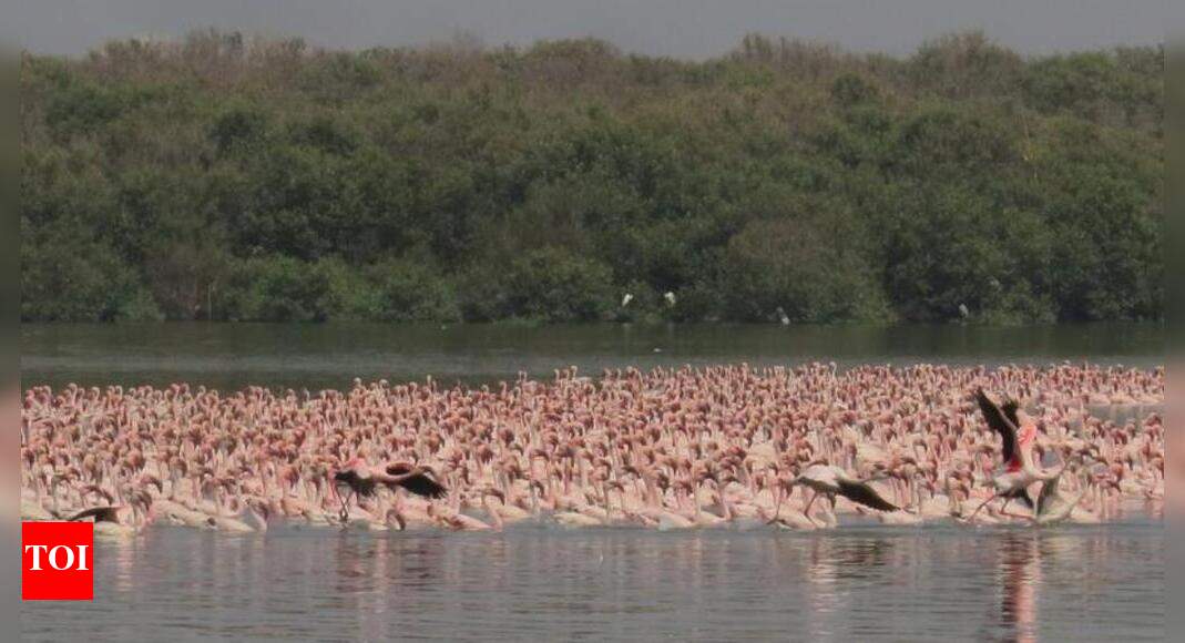 Relief for bldrs: Govt cuts NDZ around Airoli bird sanctuary | Mumbai