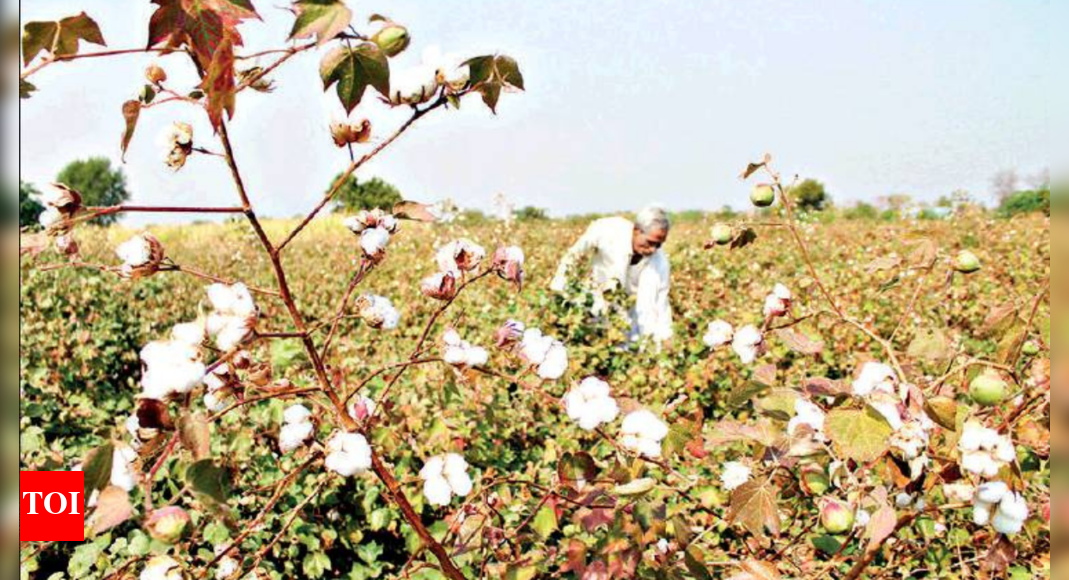 Gujarat Cotton exports set to touch 7year high Ahmedabad News