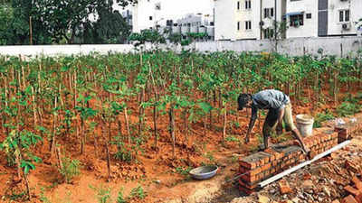 Chennai: Parks and miyawaki forests to come up on corporation’s OSR land