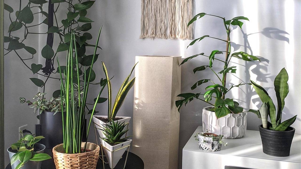 Buy FlowerAura Decorative Set of 3 (Single Layer Bamboo, Sansevieria Snake  & Haworthia Plant) Live Indoor Plants In Metal Vase Pot For Living Room,  Balcony, Bedroom, Office/Home Decoration And Gifts For Friends,