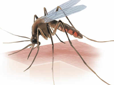 Dengue stings amid Covid-19 in Hyderabad, similar symptoms a concern