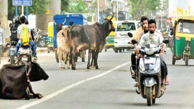 Down in India, but stray cattle rose in Gujarat by 50,000 in seven years