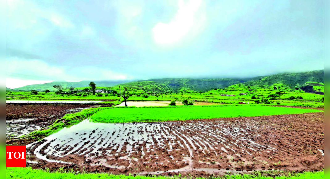 Rain revival brings cheer to farmers in north Maharashtra | Nashik News ...