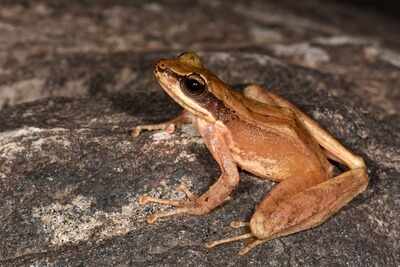 A new species of Cascade Frog discovered from Arunachal Pradesh named after the Adi hills and tribes