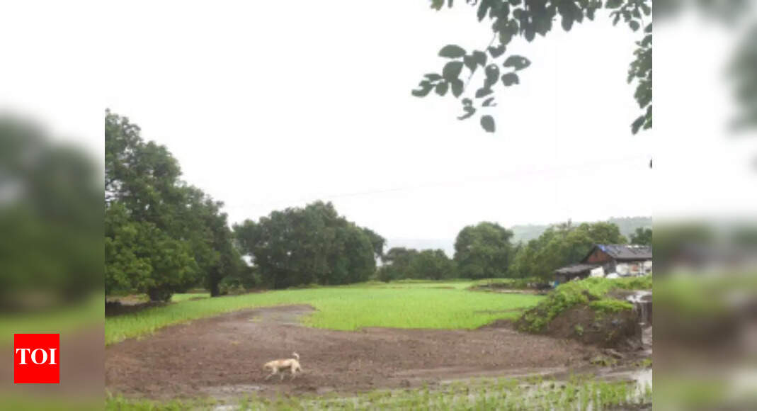 Maharashtra: 200 hectares of land damaged due to heavy rains in ...