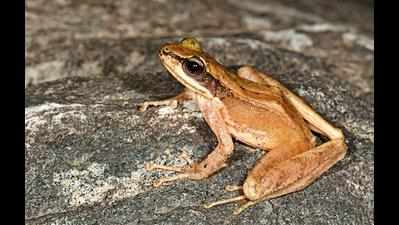 New frog species named after hills of Arunachal