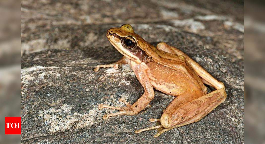 New frog species named after hills of Arunachal