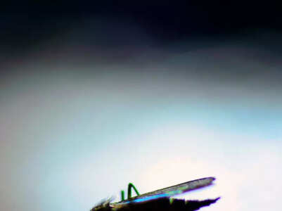 Diseases transmitted through mosquito bites