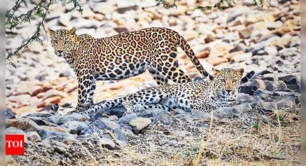65% leopards in Maharashtra are outside wildlife parks | Nagpur News