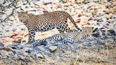 65% leopards in Maharashtra are outside wildlife parks | Nagpur News -  Times of India