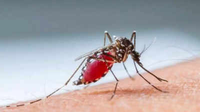 GHMC moves in for the kill to take a bite out of dengue