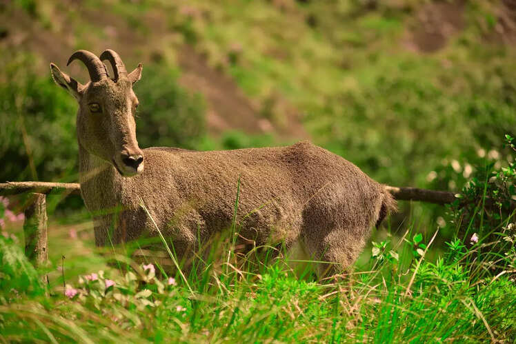 Anamudi Peak and Eravikulam National Park