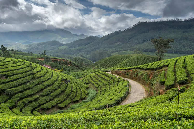 Munnar: A nature lover’s treasure trove | Times of India Travel