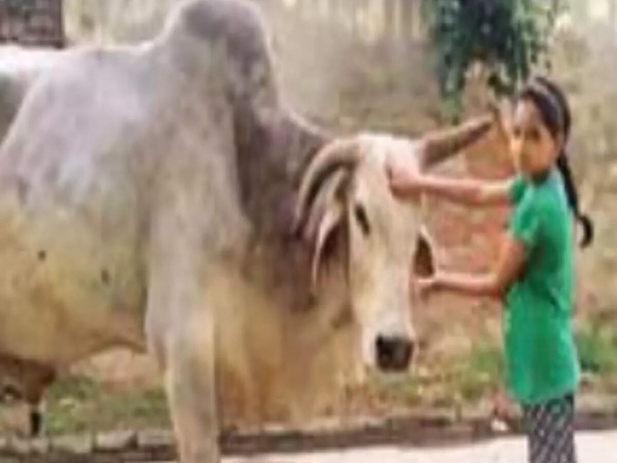 Village mourns Babuji the bull, holds shraddh feast for 3k | India News - Times of India