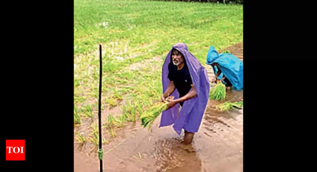 'Cultivation of paddy creates higher CO2 emissions'