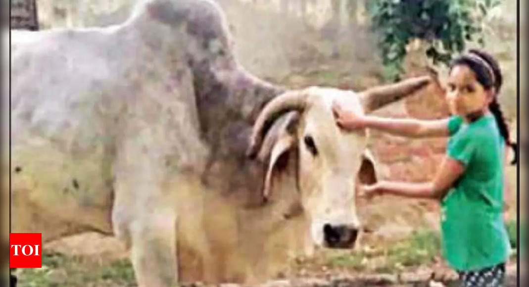 UP village mourns Babuji the bull, holds shraddh feast for 3k