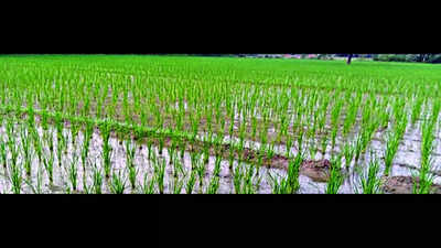 25% of basmati rice crop hit by Bakanae disease in Kasganj