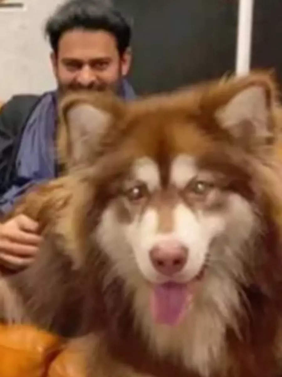 18 Telugu actors and their adorable pets | Times of India
