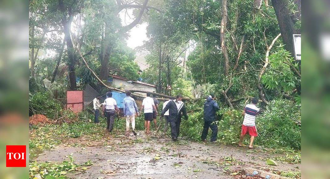 Margao civic body told to cut trees posing danger