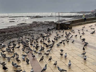 Pigeons taking over Bandra Bandstand Promenade?