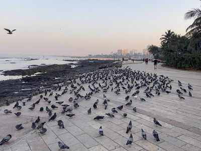 Pigeons taking over Bandra Bandstand Promenade?