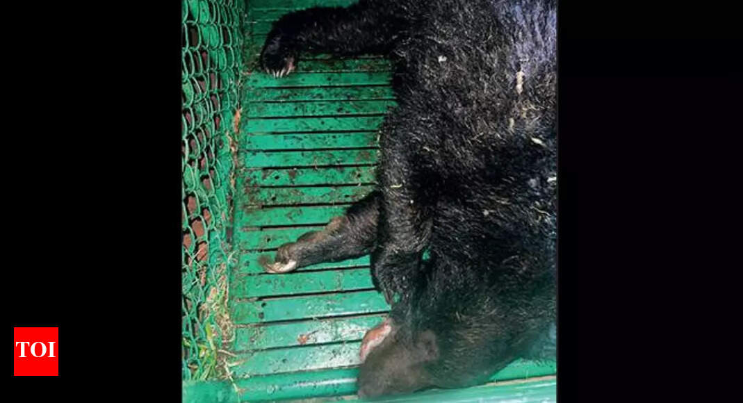 Tamil Nadu: Sloth bear injures leg in search of honey, rescued in