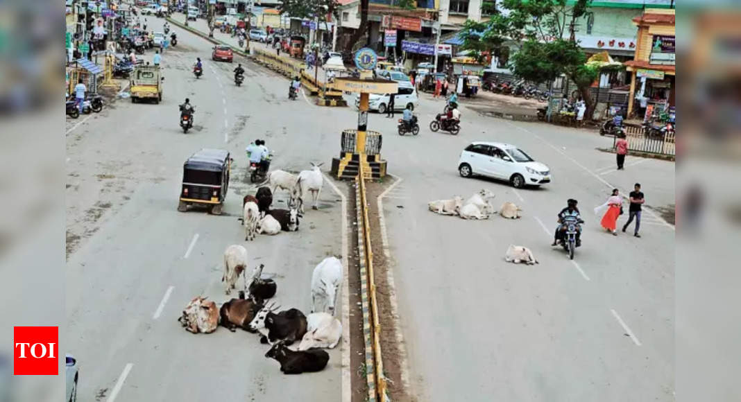 Stray animals haunt people in Haveri | Hubballi News - Times of India
