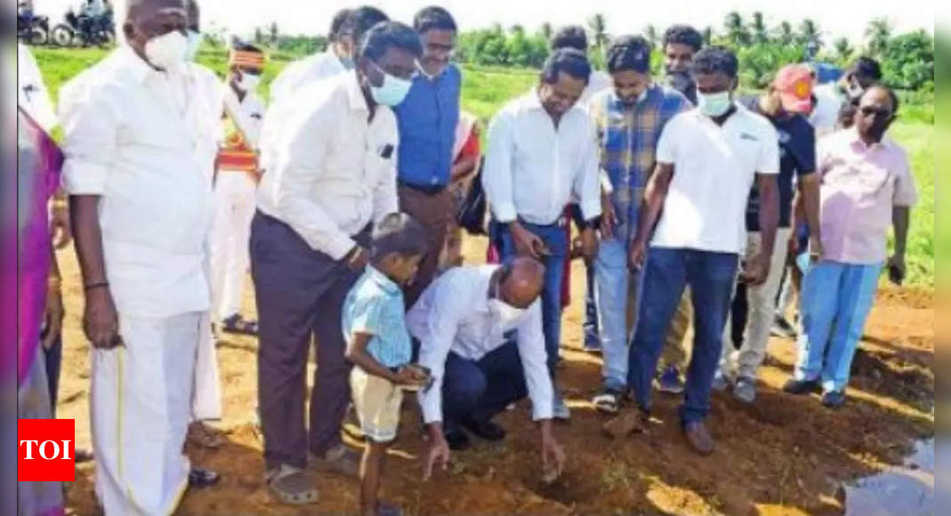 Palmyra Tree Saplings Planted Near Trichy 