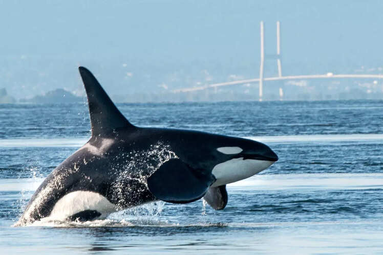 Vancouver Island, Canada