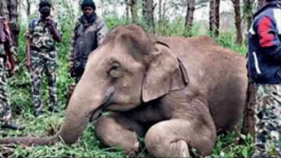 In 6 years, 474 elephants electrocuted in India: Ministry of environment and forests