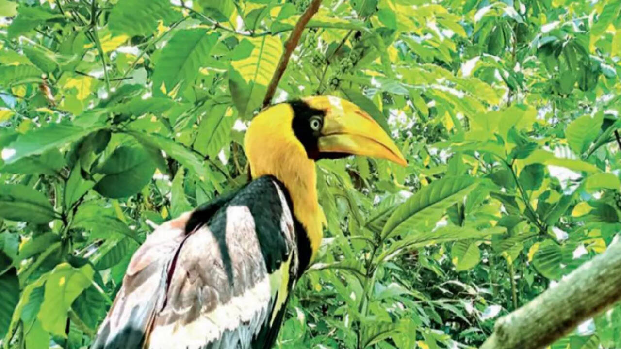 Kerala: Injured baby hornbill released to the forest at Nelliyampathy after month-long treatment | Kochi News - Times of India Kerala: Injured baby hornbill released to the forest at Nelliyampathy after month-long treatment | Kochi News - Times of India