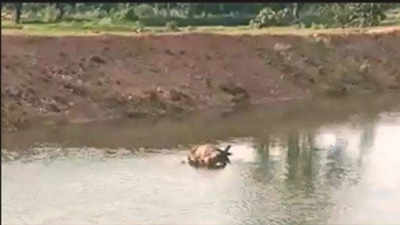 Nilgai, 3 wild boars drown in Asolamendha canal