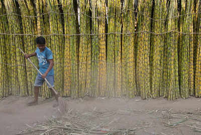 Govt approves highest ever FRP of Rs 290 per quintal on sugarcane for 2021-22