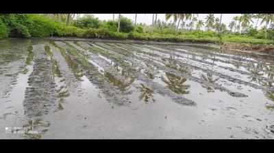 Pokkali farming: Paddy farmers at Chellanam in Ernakulam fighting for survival