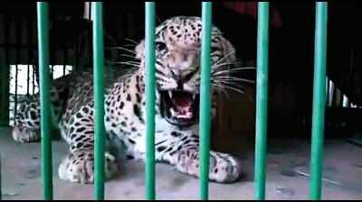 Captured problem leopards from Chandrapur dumped in Gadchiroli?