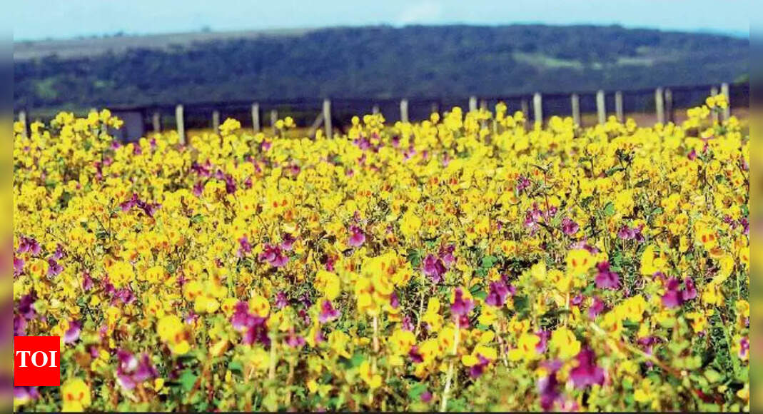 Maharashtra Flower festival begins at Kas Plateau Kolhapur News