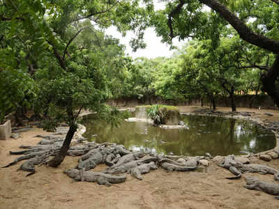 Visitors back at crocodile bank & snake park; authorities call it a good sign