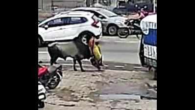 Woman ‘bull-dozed’ at Godhra bus stop