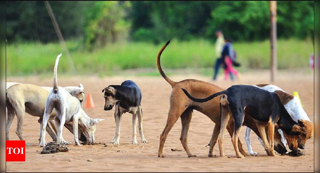 Mission Rabies, PAWS to jab, sterilise strays in Panaji