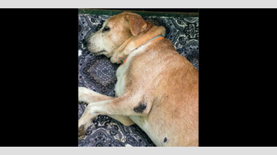 Chennai’s aged and ailing dogs have nowhere to go