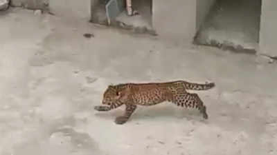 Uttar Pradesh: Three leopard cubs enter college campus in Bijnor district