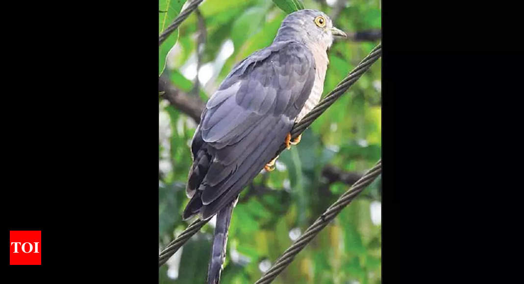Goa: Chicalim’s list of avian life soars to new heights